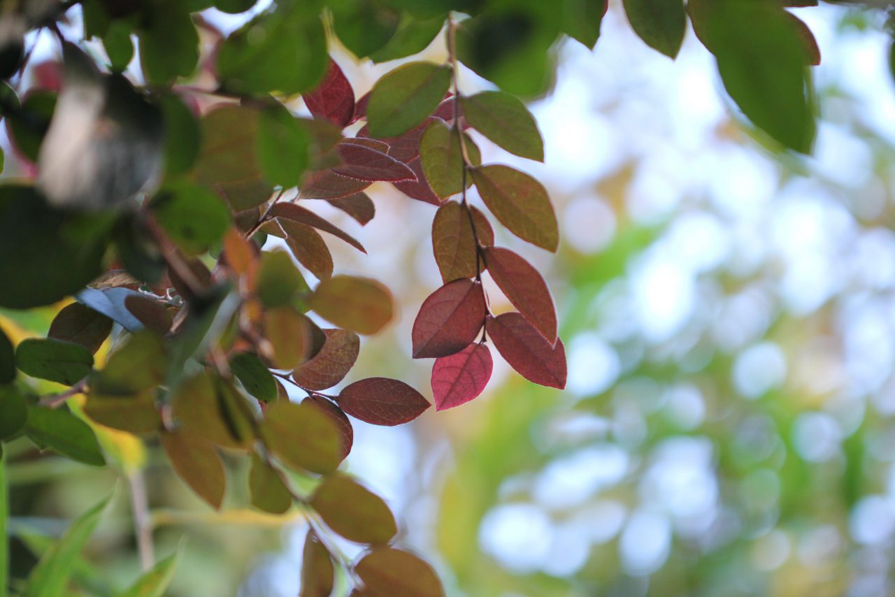 10月葉っぱ